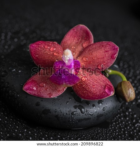 Beautiful spa concept  of deep purple orchid (phalaenopsis) and bud, zen stone with drops on dark background, closeup