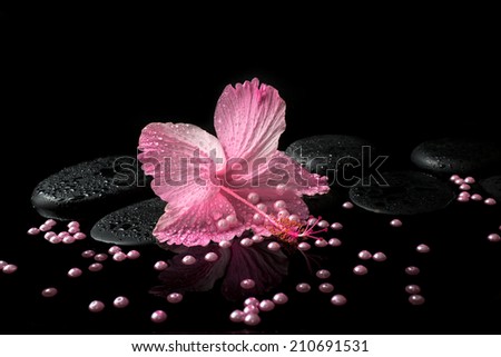 Beautiful spa setting of delicate pink hibiscus, zen stones with drops and pearl beads on water,  closeup