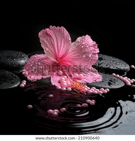 Beautiful spa concept of delicate pink hibiscus, zen stones with drops and pearl beads on ripple water,  closeup