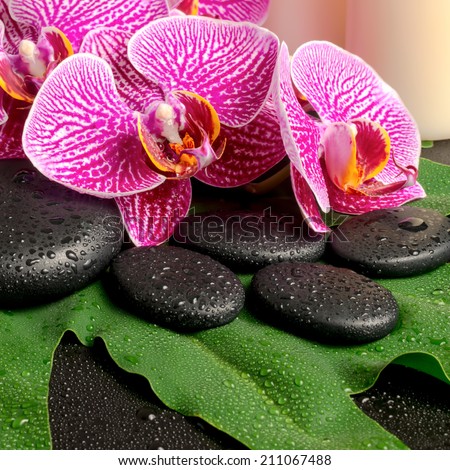 spa still life of blooming twig of stripped violet orchid (phalaenopsis ), zen stones with drop and candles on the big green leaf
