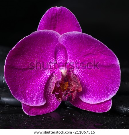 Beautiful spa concept  of deep purple orchid (phalaenopsis) on zen stone with drops, closeup