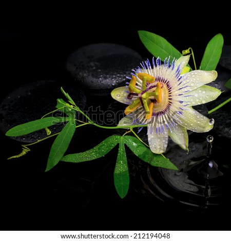 beautiful spa setting of passiflora flower and green branch on zen stones with drops, ripple reflection in water, closeup