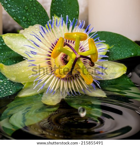 spa concept of passiflora flower, green leaf with drop, towels and candles