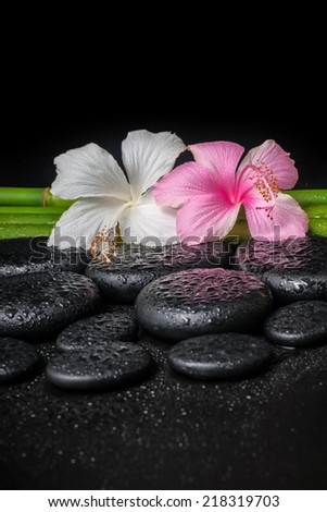 spa concept of white, pink hibiscus flower and natural bamboo on zen basalt stones with drops
