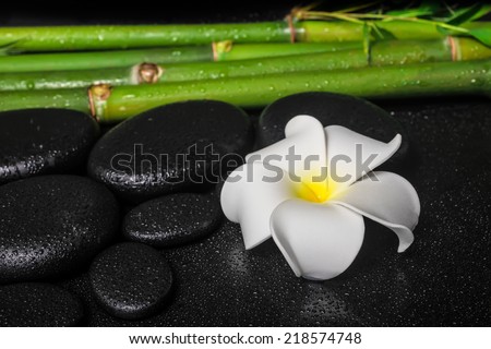 spa setting of white flower frangipani, zen basalt stones and natural bamboo with drops