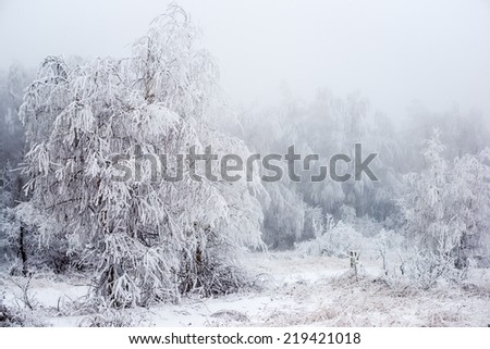 The Christmas mysterious winter snowy forest in a fog, Russia
