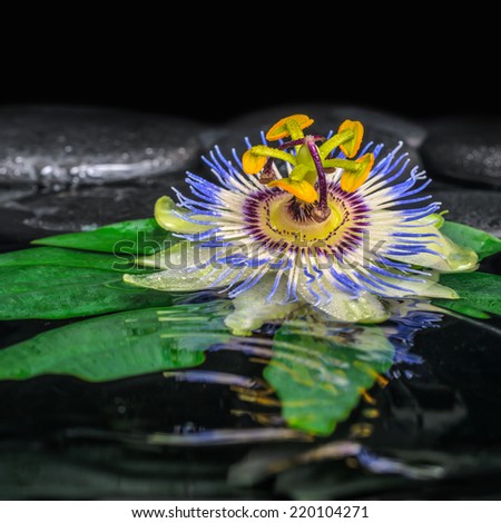 spa concept of passiflora flower on green leaf, zen basalt stones with drops in ripple water, closeup