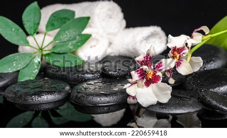 spa concept of orchid Cambria flower, green leaf shefler with drops and white towels on zen stones in water