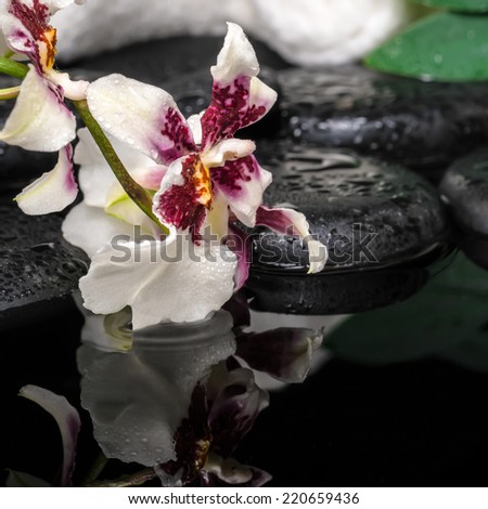 health care concept of orchid Cambria flower, green leaf shefler with drops and white towels on zen stones in water, closeup