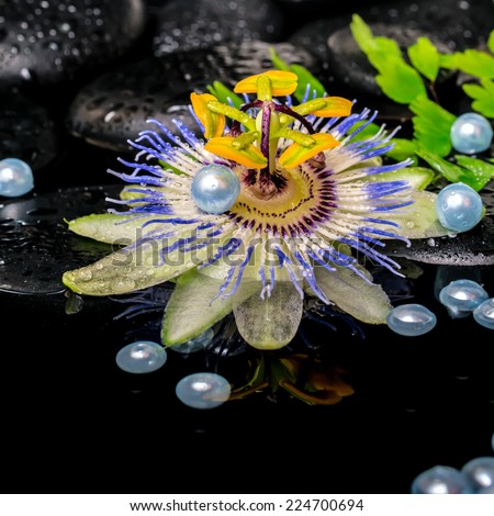 spa concept of passiflora flower, branch fern,  zen basalt stones with drops and pearl beads in dark water, closeup