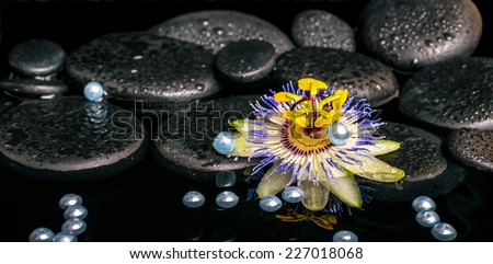 beautiful spa setting of passiflora flower on zen basalt stones with drops and pearl beads in reflection water