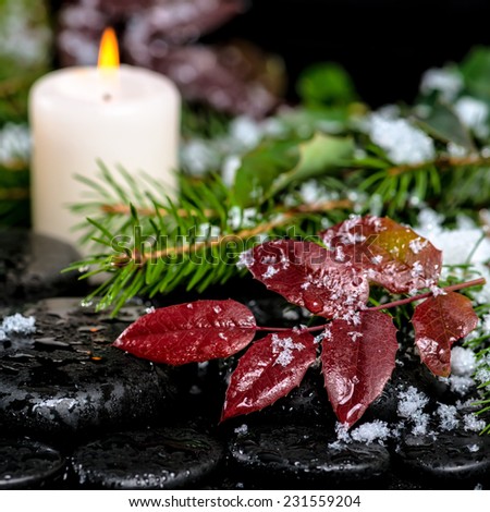 winter spa still life of evergreen branches, red leaves with drops, snow,  candle on zen basalt stones, closeup