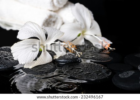 Beautiful spa concept of delicate white hibiscus, zen stones with drops and towels on ripple water