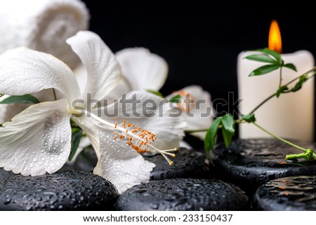 spa concept of blooming delicate white hibiscus, green twig with tendril passionflower with drops on zen basalt stones, closeup