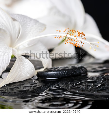 Beautiful spa concept of delicate white hibiscus, zen stones with drops and towels on ripple water, closeup