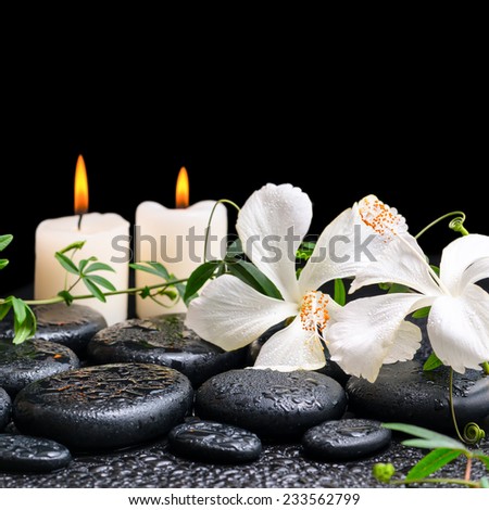 beautiful spa concept of blooming white hibiscus, twig with tendril passionflower and candles on zen basalt stones, with drops