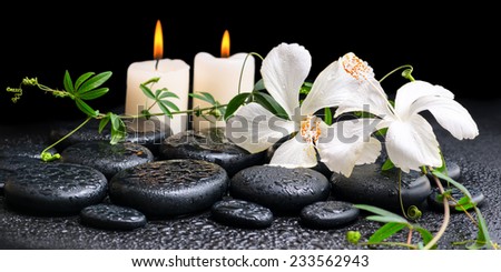 spa concept of blooming white hibiscus, twig with tendril passionflower and candles on zen basalt stones, with drops, panorama