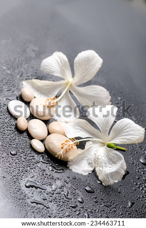 Beautiful spa still life of delicate white hibiscus and stones on black background with drops, closeup