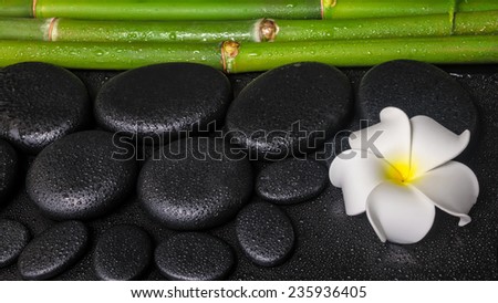 spa concept of zen basalt stones, white flower plumeria and natural bamboo with dew