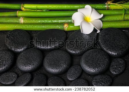 spa setting of zen basalt stones, white flower frangipani and natural bamboo with drops