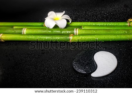 beautiful spa still life of symbol Yin Yang, frangipani flower and natural bamboo on zen basalt stones with dew