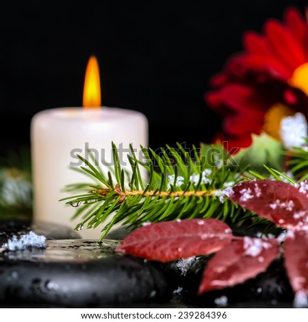 evergreen branches with drops, leaves,  snow, candles and chrysanthemum on zen basalt stones, closeup