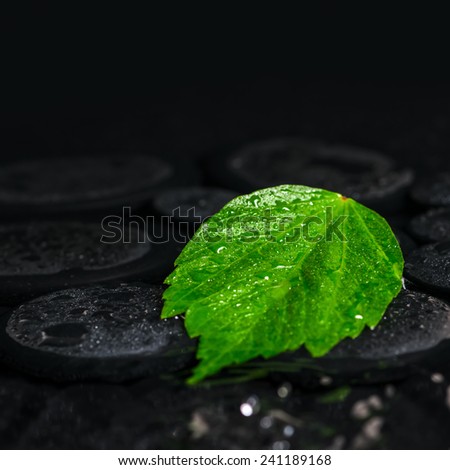 beautiful spa background of green leaf hibiscus on zen basalt stones with drops in ripple reflection water, closeup