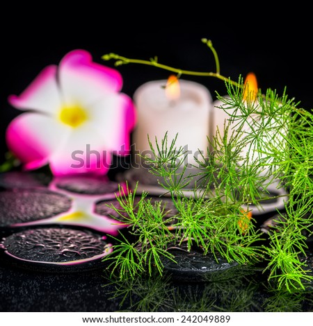 beautiful spa concept of green branch Asparagus with drops, plumeria flower and candles on zen basalt stones in reflection water, closeup