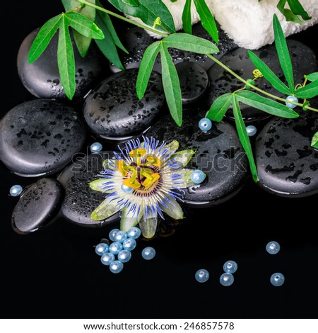 spa background of passiflora flower, branches, towels, zen basalt stones with drops and blue pearl beads in dark water, closeup