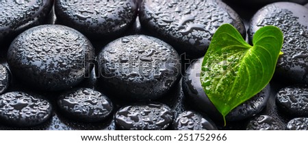 beautiful spa still life of green leaf Calla lily, ice and lilac candles on zen basalt stones with drops, panorama