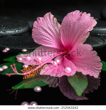 spa concept of pink hibiscus flower on green leaf with drops on zen stones and pearl beads in reflection water, closeup