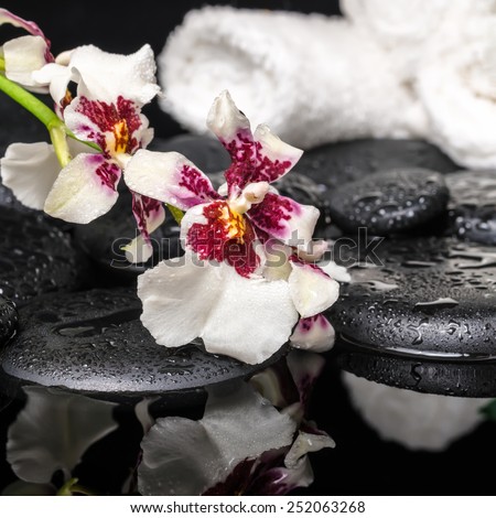 spa concept of orchid Cambria flower with drops and white towels on zen stones in water, closeup