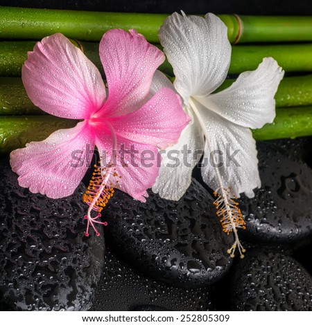 spa concept of white, pink hibiscus flowers  and natural bamboo on zen basalt stones with drops, closeup