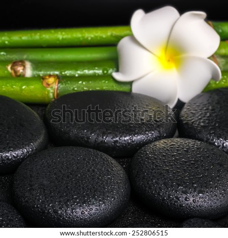 beautiful spa concept of zen basalt stones, white flower frangipani and natural bamboo with dew, closeup