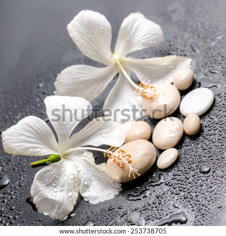 Beautiful spa still life of delicate white hibiscus and stones on black background with drops, closeup