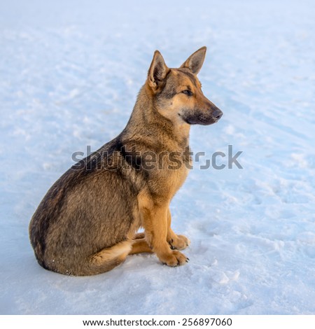 dog sitting on the ice of the river at sunset and looking