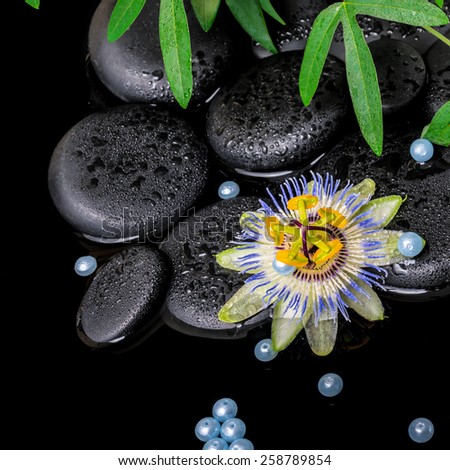 spa concept of passiflora flower, green  branches,  zen basalt stones with drops and pearl beads in dark water, closeup