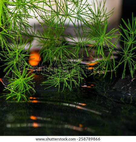 beautiful spa concept of green branch Asparagus with drops and candles on zen basalt stones in ripple reflection water, closeup