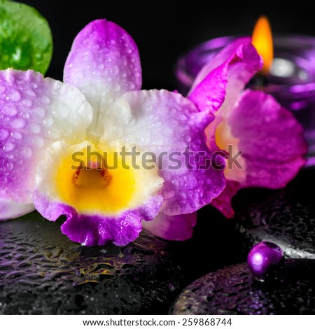 spa concept of orchid flower, zen basalt stones with drops, lilac candle, bead, closeup
