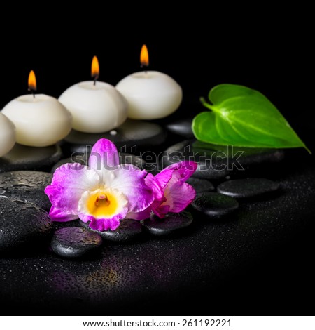 spa concept of orchid flower, green leaf and row white candles on black zen stones background with dew, closeup