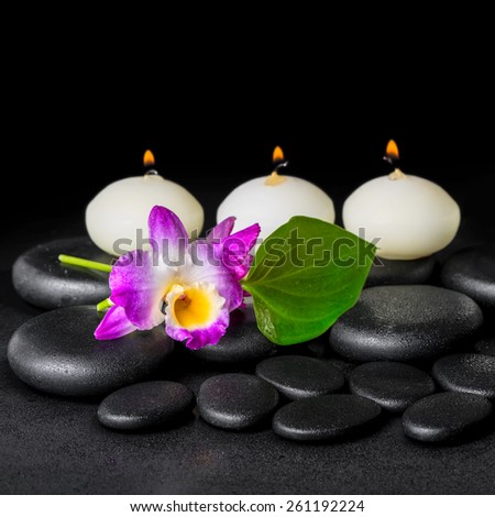 spa concept of orchid flower dendrobium, green leaf Calla lily and candles on zen stones background with dew, closeup
