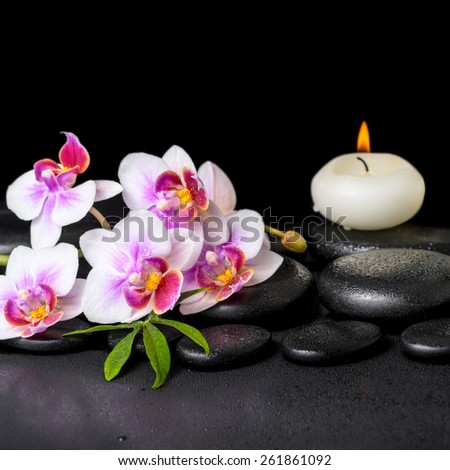 beautiful spa still life of purple orchid phalaenopsis, green leaf and candle on black zen stones with drops, closeup