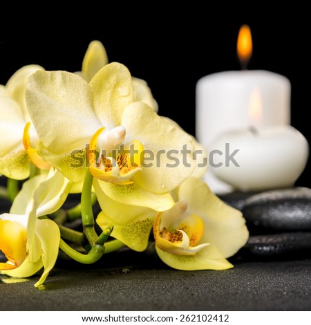 beautiful spa background of yellow orchid phalaenopsis and candles on black zen stones with drops, closeup