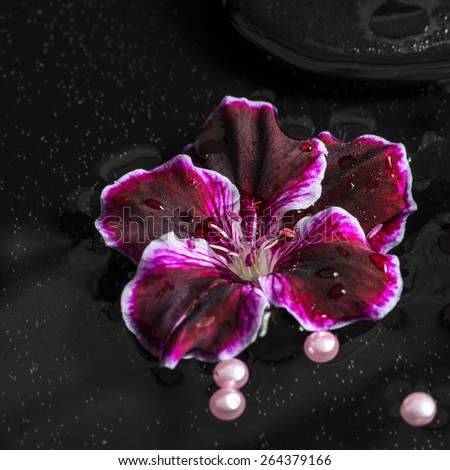 beautiful spa concept of geranium flower, beads and black zen stones with drops in reflection water, Royal Pelargonium, closeup