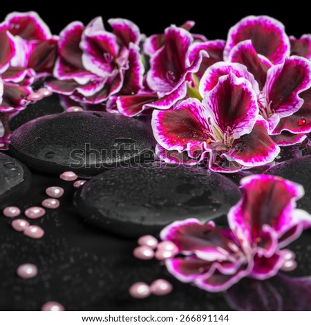 beautiful spa concept of blooming dark purple geranium flower and beads on reflection dark water, closeup
