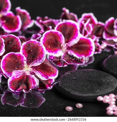 beautiful spa setting of blooming dark purple geranium flower and beads on reflection dark water, closeup
