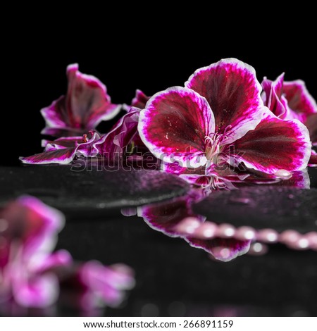 beautiful spa background of blooming dark purple geranium flower and beads on reflection dark water, closeup