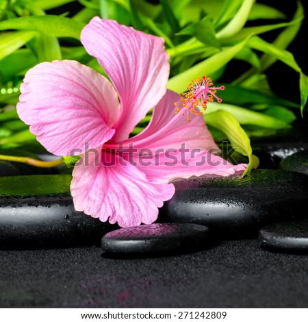 spa still life of pink hibiscus flower and twigs bamboo on zen basalt stones with drops, closeup
