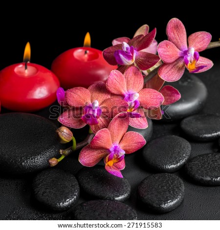 beautiful spa concept of blooming twig red orchid flower, phalaenopsis with water drops and candles on zen basalt stones, closeup