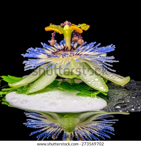 spa concept of stone texture symbol Yin Yang, passiflora flower and twig fern with dew in reflection dark water, closeup